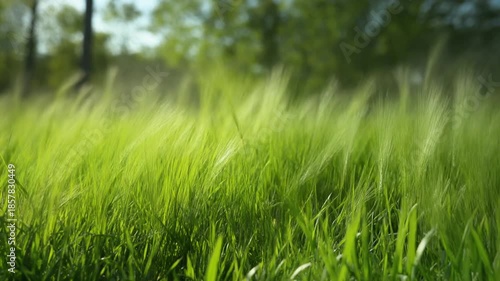 Wallpaper Mural Lush Green Grass Rippling in the Summer Wind Torontodigital.ca