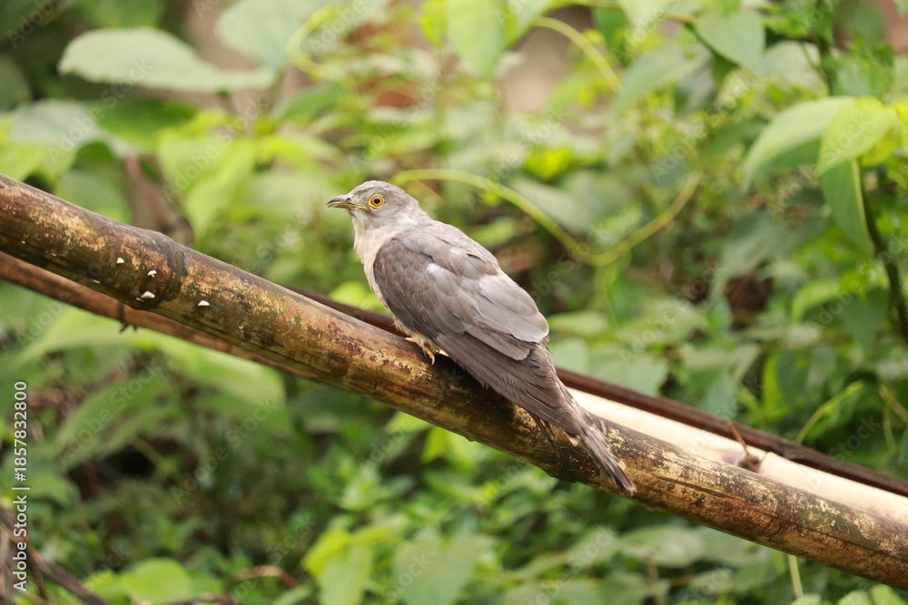Fototapeta premium A gray bird perched on a tree branch in a lush green forest