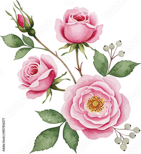 Beautiful bouquet of fresh pink roses and delicate buds with green leaves isolated on a white background, representing a natural floral blossom of summer beauty for a romantic Valentine gift