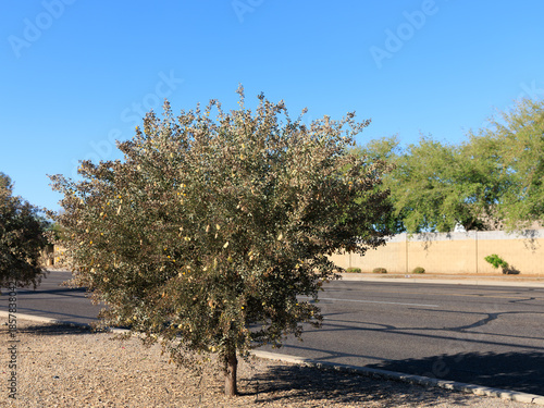 Xeriscaped roadside with desert-like gravel and Leatherleaf Acacia (Acacia craspedocarpa) or Mulga Acacia (Acacia aneura) with fluffy yellow flowers in spring, a common drought-tolerant tree in Phoeni