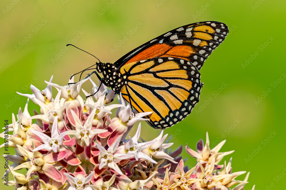 Obraz premium Monarch in Eagle Island State Park August 2022