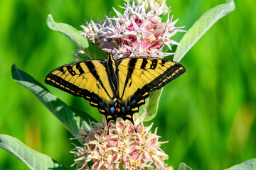 Fototapete Krankenhaus Tigerschwalbenschwanz auf rosa Seidenpflanze  © Nature Photo