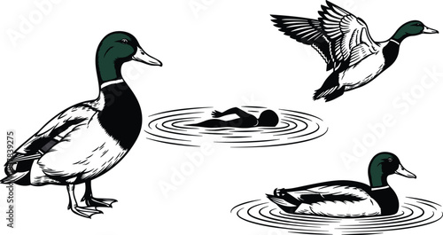 Black and white duck silhouettes collection, standing mallard, flying bird, swimming duck with ripples, human swimmer in water, wildlife illustration,