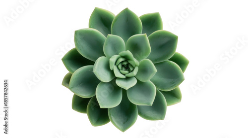 Succulent plant echeveria in green rosette arrangement, top view, isolated on transparent background