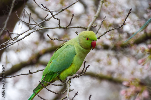 A ring-necked parakeet, also known as a rose-ringed parakeet, rests on a tree branch in a park in London, UK.