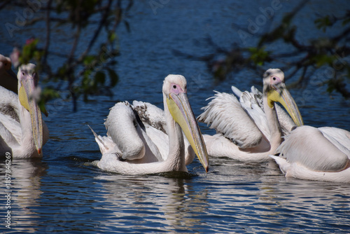 Great white pelicans swim in the lake in St James's Park in London, UK