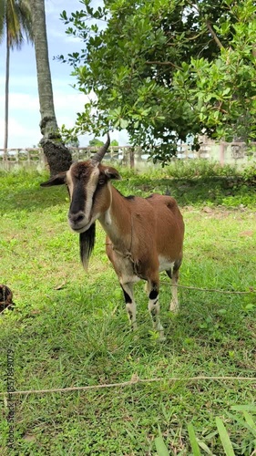 The goat is eating grass.