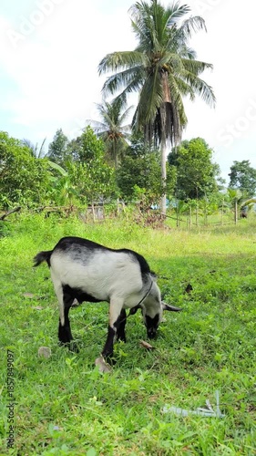 Goats graze on pasture.