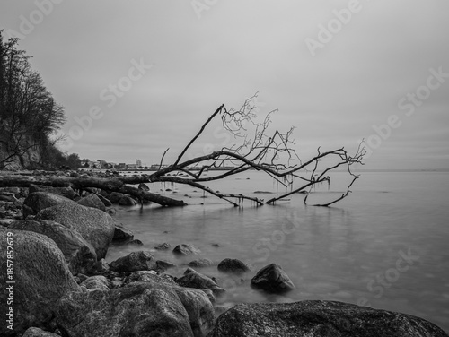 Coast with beach and dead tree in the water