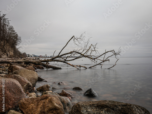 Coast with beach and dead tree in the water