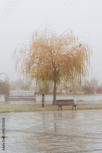 Yellow willow tree and a bench with mist