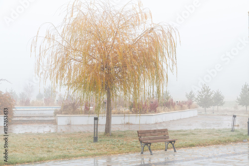 Yellow willow tree and a bench with mist