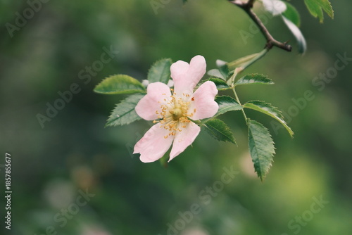 Petite fleur blanche .