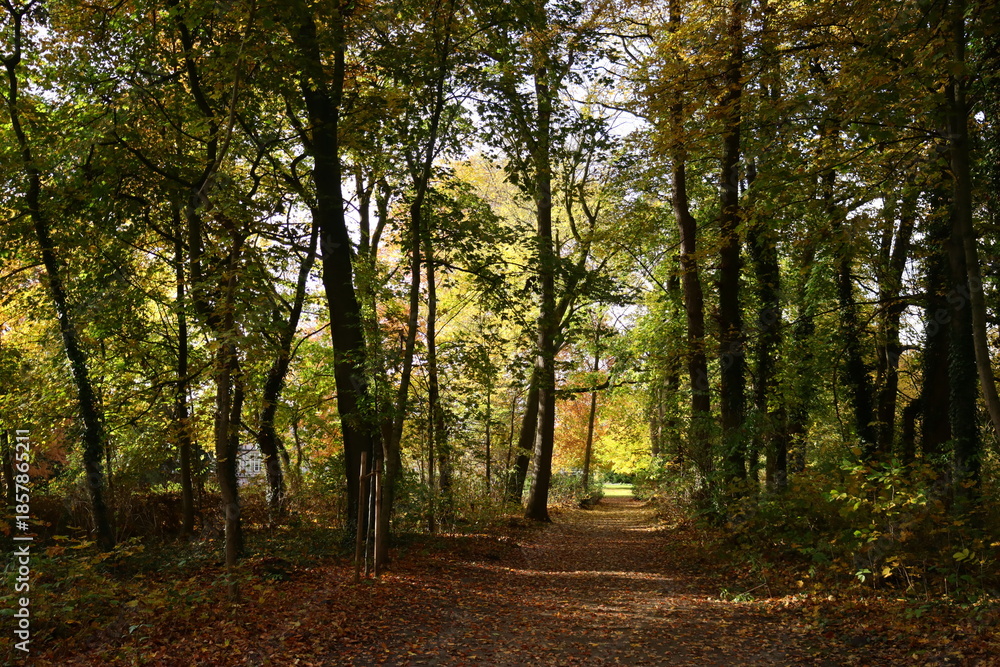 Obraz premium Waldweg in rechter Bildhälfte herbstlich Licht am Ende