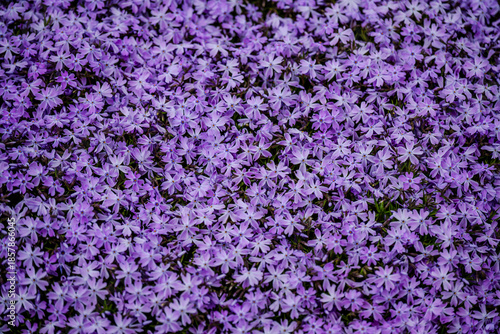 Carpet of purple moss phlox flowers in a garden
