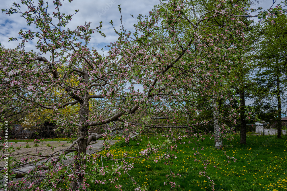 Fototapeta premium Flowering tree with pink blossoms in a grassy park
