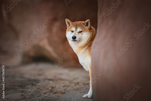 Shiba Inu dog standing inside natural sandstone cave looking at camera