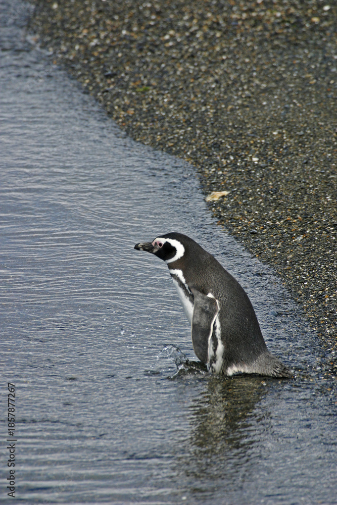 Fototapeta premium Vertical of Magellanic Penguin, Spheniscus magellanicus, from Patagonia, Argentina
