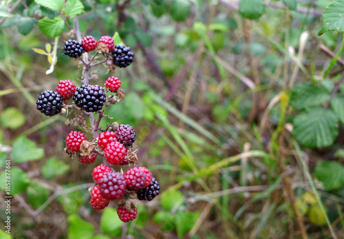 Blackberries (Rubus fruticosus agg.) hang on a branch, displaying both ripe and unripe fruit. The ripe blackberries are deep black, while the unripe ones are red and smaller