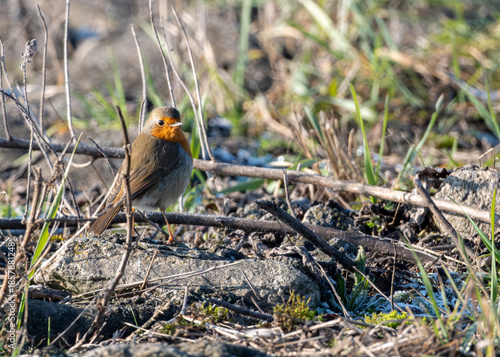 European Robin (Erithacus rubecula) Standing in Winter Grass