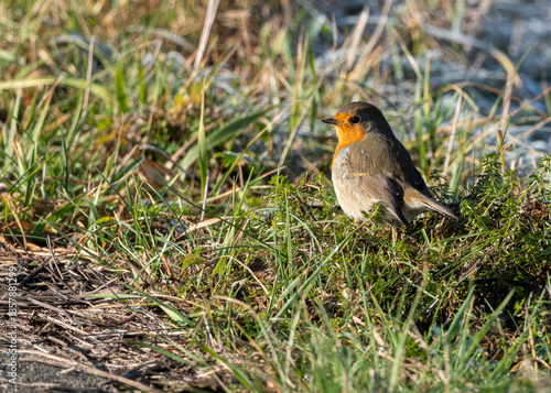 European Robin (Erithacus rubecula) Standing in Winter Grass