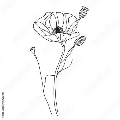 Elegant line drawing of a wild poppy flower. Illustration for invites and cards