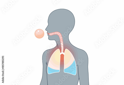 Illustration Highlighting Human Respiratory System with Emphasis on Trachea and Lungs in a Simplified Anatomical Diagram with Inhale Exhale Concept