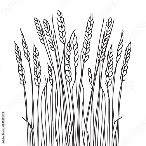 Elegant line drawing of summer wheat. Illustration for invites and cards
