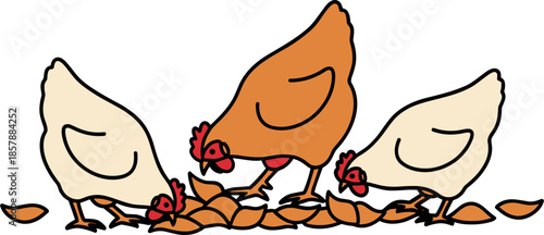 Three chickens foraging on a black background, one orange and two white, showcasing their playful nature and interest in food, ideal for ecological themes.