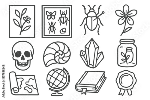 Natural History Icons. Line style icons of natural history study: herbarium sheet, insect case, pinned beetle, pressed flower;