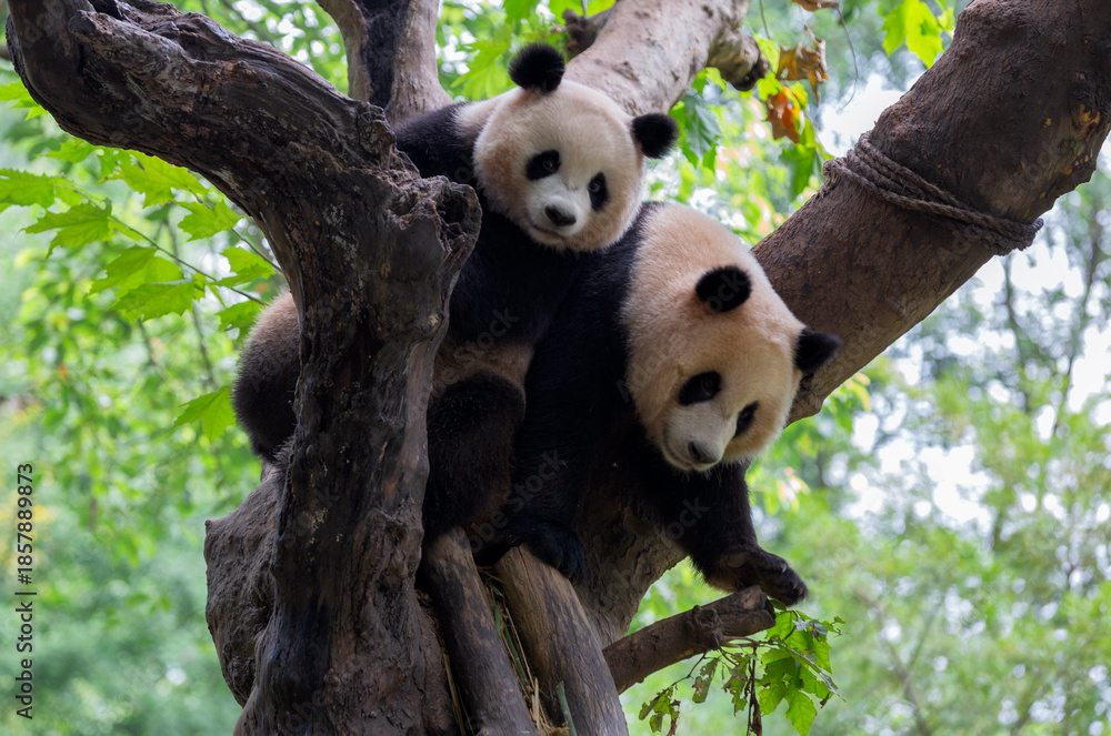 Fototapeta premium Twin Baby Panda Climbing a Tree