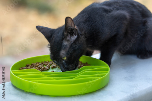Φωτογραφία Black cat eating dry food from green slow feeder bowl to prevent bloating and improve digestion