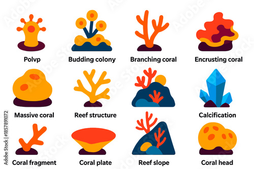 Coral Icon Collection. Flat vector icons of Coral Growth: polyp, budding colony, branching coral, encrusting coral, massive coral,