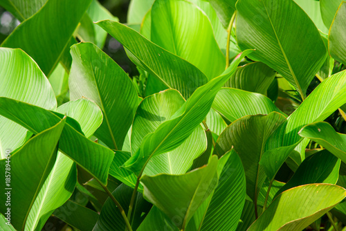 Lush Green Calathea Lutea Leaves Texture, Close-up of Tropical Cigar Calathea Foliage in Natural Sunlight, Exotic Garden Background for Eco-Friendly Design