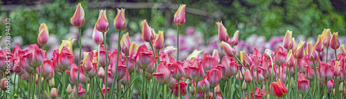 Tulip in bloom, early spring