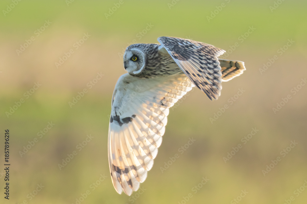 Fototapeta premium Short-eared owl in flight