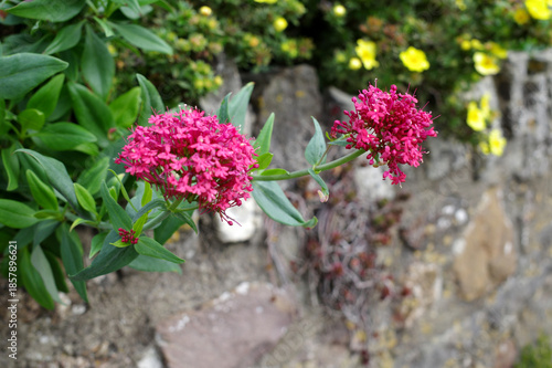 Dense clusters of vibrant pink flowers of Centranthus ruber, also known as red valerian, emerge from green stems with elongated leaves. These flowers are set against a stone wall background.