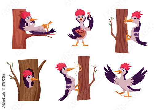 Woodpecker. Cartoon wild bird character in action pose standing eating flying exact vector funny forest mascot woodpecker