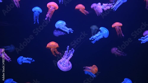 Colorful jellyfish swimming in dark water