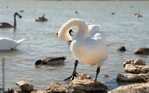 Tableau sur toile white beautiful mute swan posing in lake at sunny day. close up