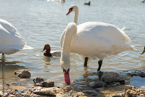 Tableau sur toile white beautiful mute swans swimming in lake at sunny day