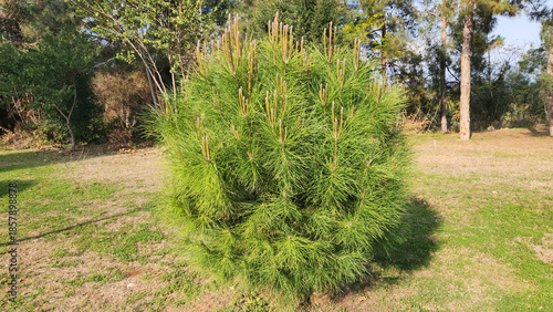 Growing stone pine (Pinus pinea) seedling in a park in Mediterranean region in December