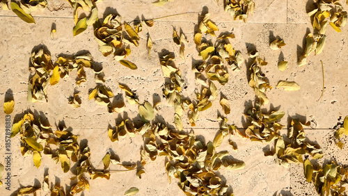 Golden and amber leaves of the Black Locust (Robinia pseudoacacia) carpet the ground in the crisp autumn air, creating a beautiful mosaic of color on a sidewalk in a city center