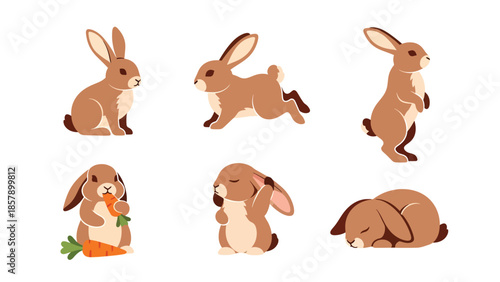 Modern vector illustration of rabbit in six poses including hopping and resting, cute flat animal set isolated on white background, ideal for kids and education