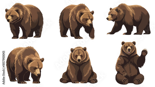 Modern vector illustration of bear in six different poses, friendly flat wildlife animal set isolated on white background, ideal for education and kids content