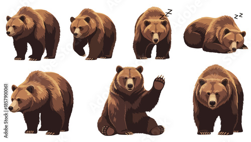Modern vector illustration of bear in six different poses, friendly flat wildlife animal set isolated on white background, ideal for education and kids content