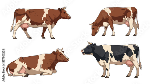 Modern vector illustration of cow in various poses, flat farm animal set isolated on white background, ideal for agriculture, education, and food branding