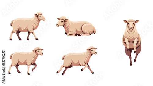 Modern vector illustration of sheep in various poses, cute flat farm animal set isolated on white background, ideal for kids, education, and rural themes