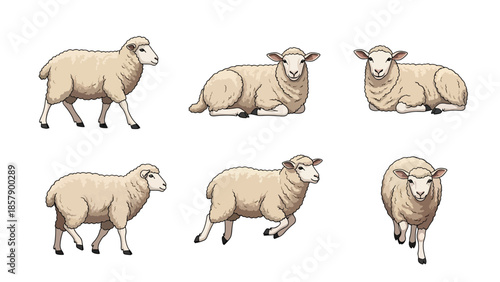 Modern vector illustration of sheep in various poses, cute flat farm animal set isolated on white background, ideal for kids, education, and rural themes