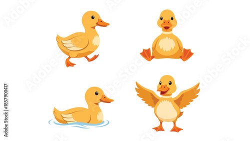 Modern vector illustration of duck in various poses including swimming and walking, flat bird animal set isolated on white background, ideal for nature themes